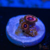 TRSC 11012025 ZOA N10