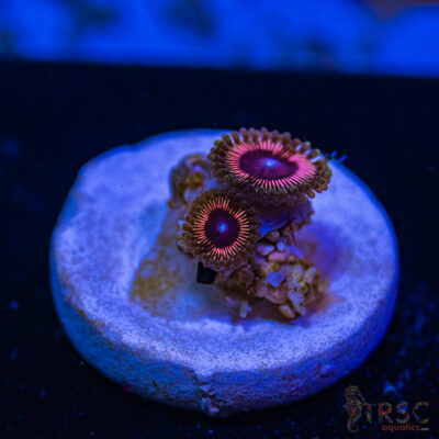 BF Zoa Special N10