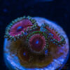 TRSC 11012025 ZOA O02