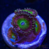 TRSC 11012025 ZOA O03