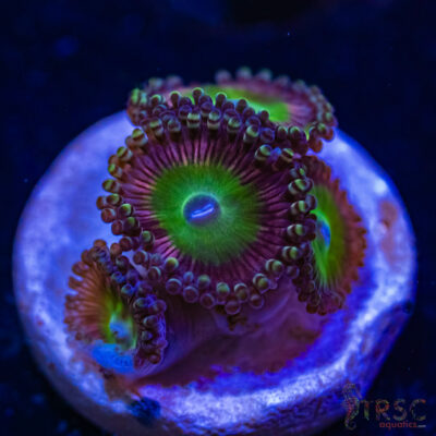 BF Zoa Special O03