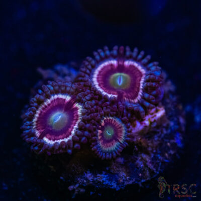 BF Zoa Special O04