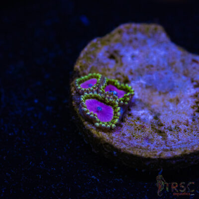 BF Zoa Special O05