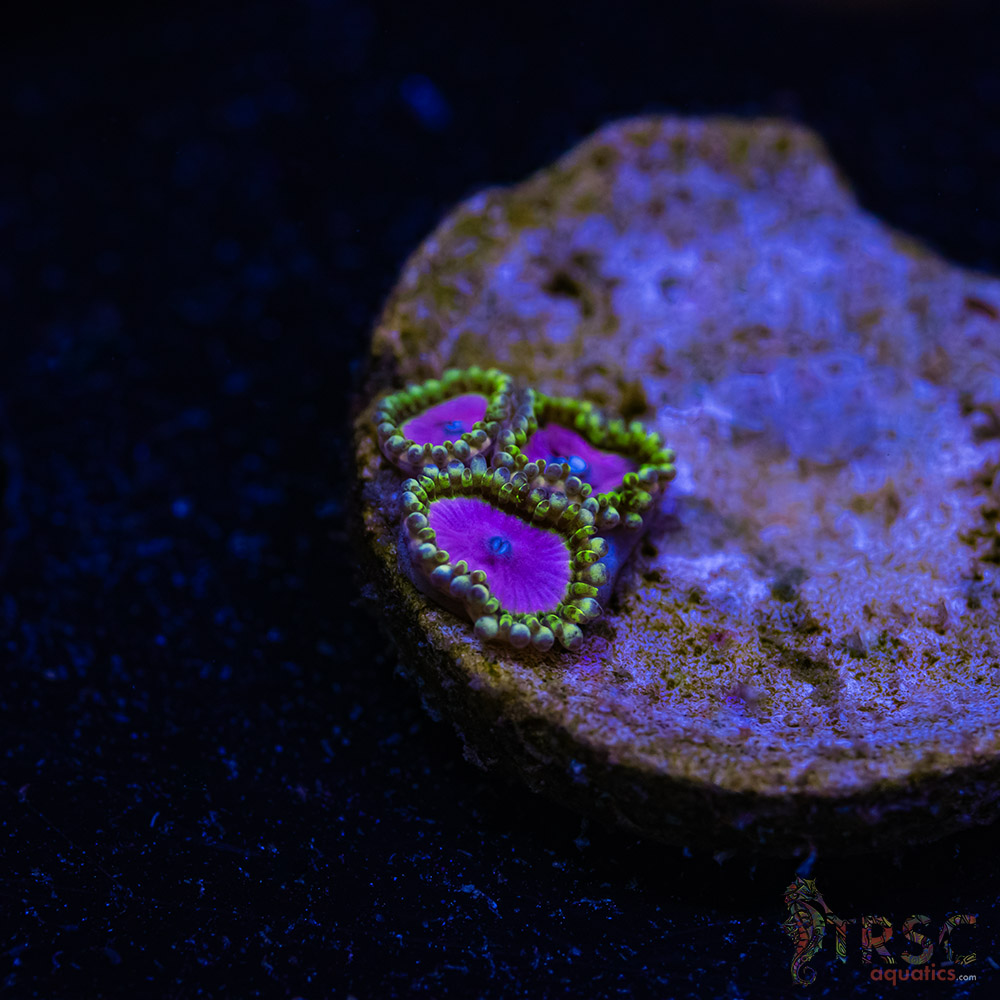 BF Zoa Special O05 3 BF Zoa Special O05