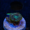 TRSC 11012025 ZOA O06