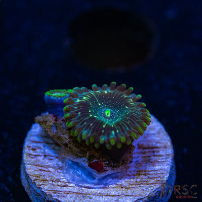 BF Zoa Special O06