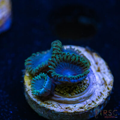 BF Zoa Special O07