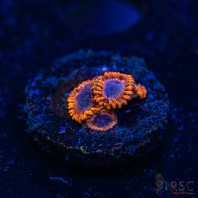 BF Zoa Special O08