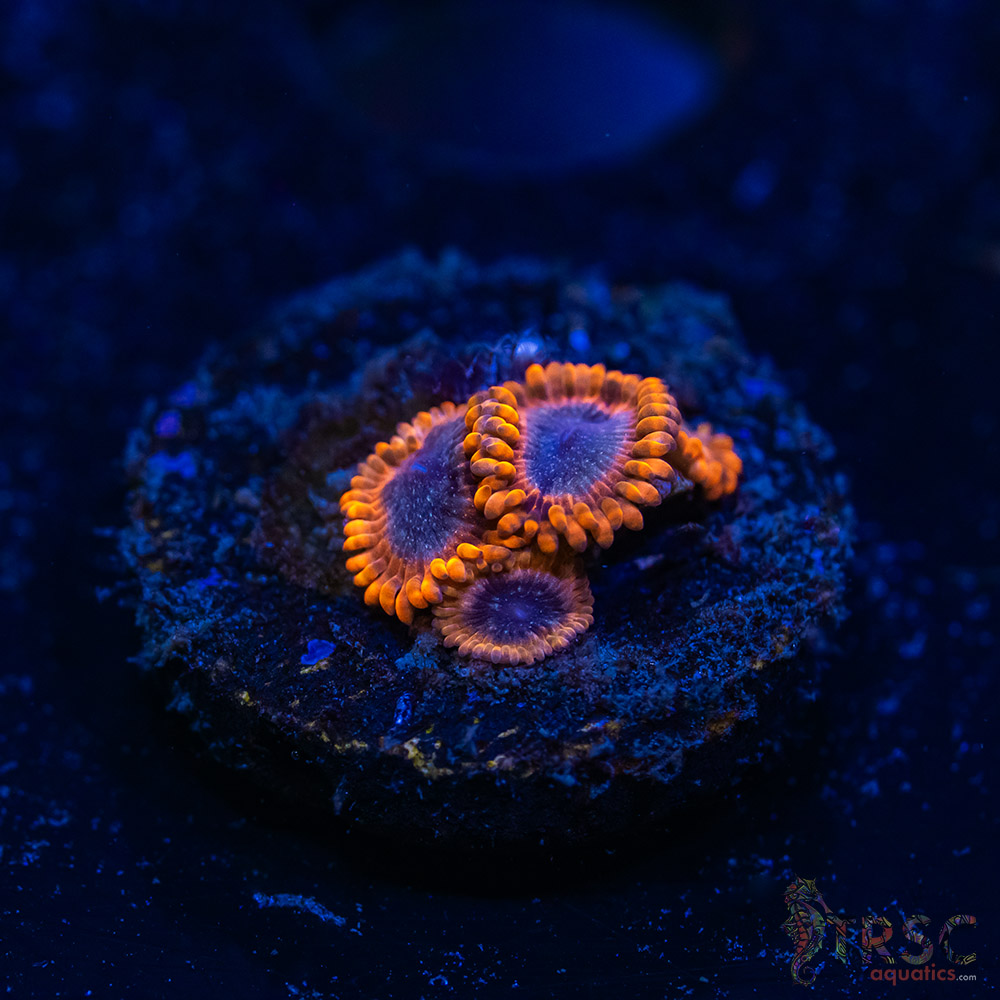 BF Zoa Special O08 3 BF Zoa Special O08