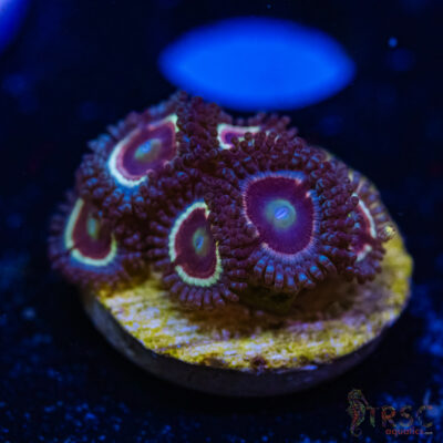 BF Zoa Special O10