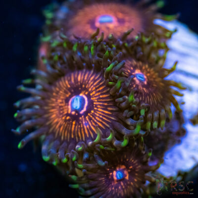 BF Zoa Special P01