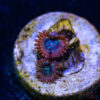 TRSC 11012025 ZOA P02