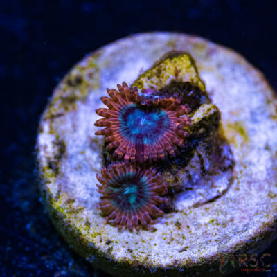 BF Zoa Special P02