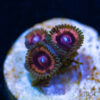 BF Zoa Special P03 1 TRSC 11012025 ZOA P03