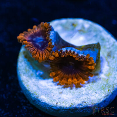 BF Zoa Special P04
