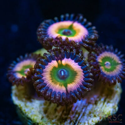 BF Zoa Special P05