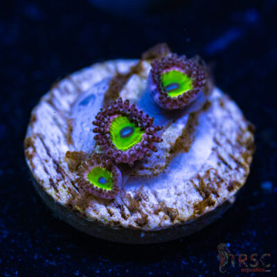 BF Zoa Special P06