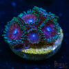 BF Zoa Special P07 1 TRSC 11012025 ZOA P07