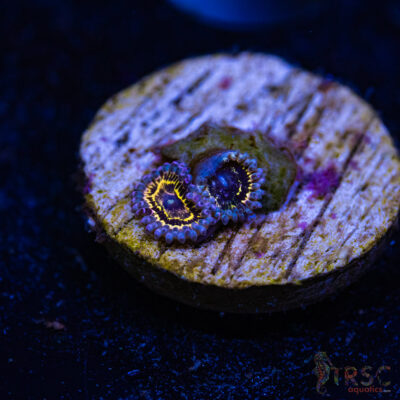 BF Zoa Special P08