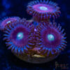 BF Zoa Special P09