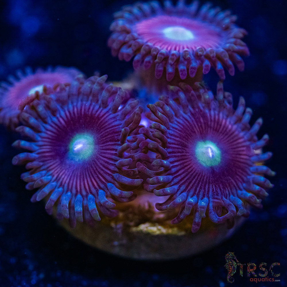 BF Zoa Special P09 3 BF Zoa Special P09