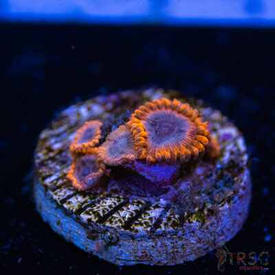 BF Zoa Special P10