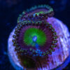 TRSC 11012025 ZOA Q02