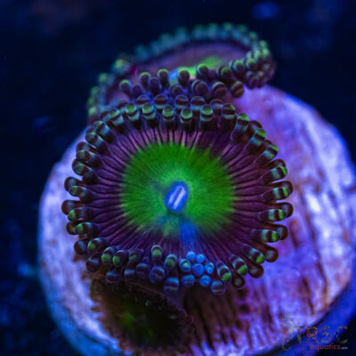 BF Zoa Special Q02