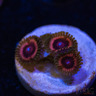 BF Zoa Special Q03