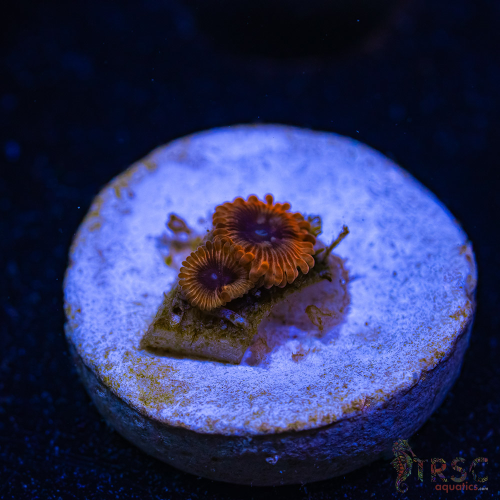 BF Zoa Special Q05 3 BF Zoa Special Q05