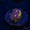 TRSC 11012025 ZOA Q06