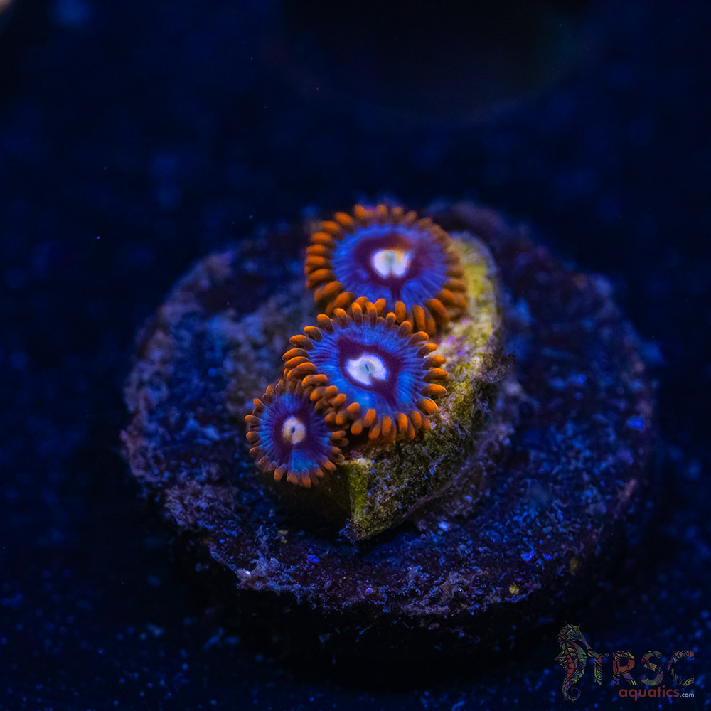 BF Zoa Special Q06 3 BF Zoa Special Q06