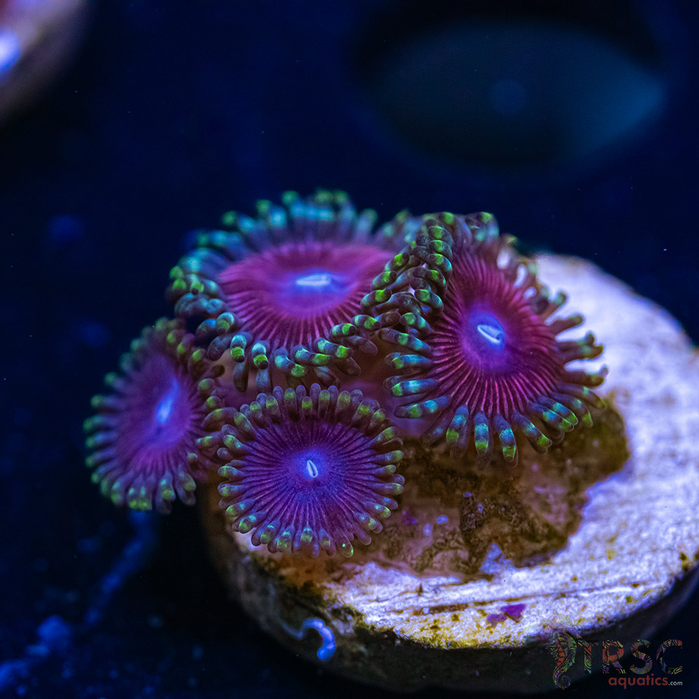 BF Zoa Special Q07 3 BF Zoa Special Q07