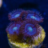 BF Zoa Special Q08 2 TRSC 11012025 ZOA Q08