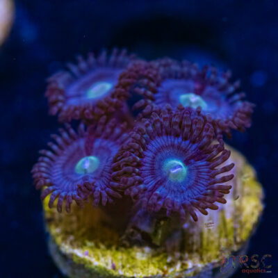 BF Zoa Special Q08