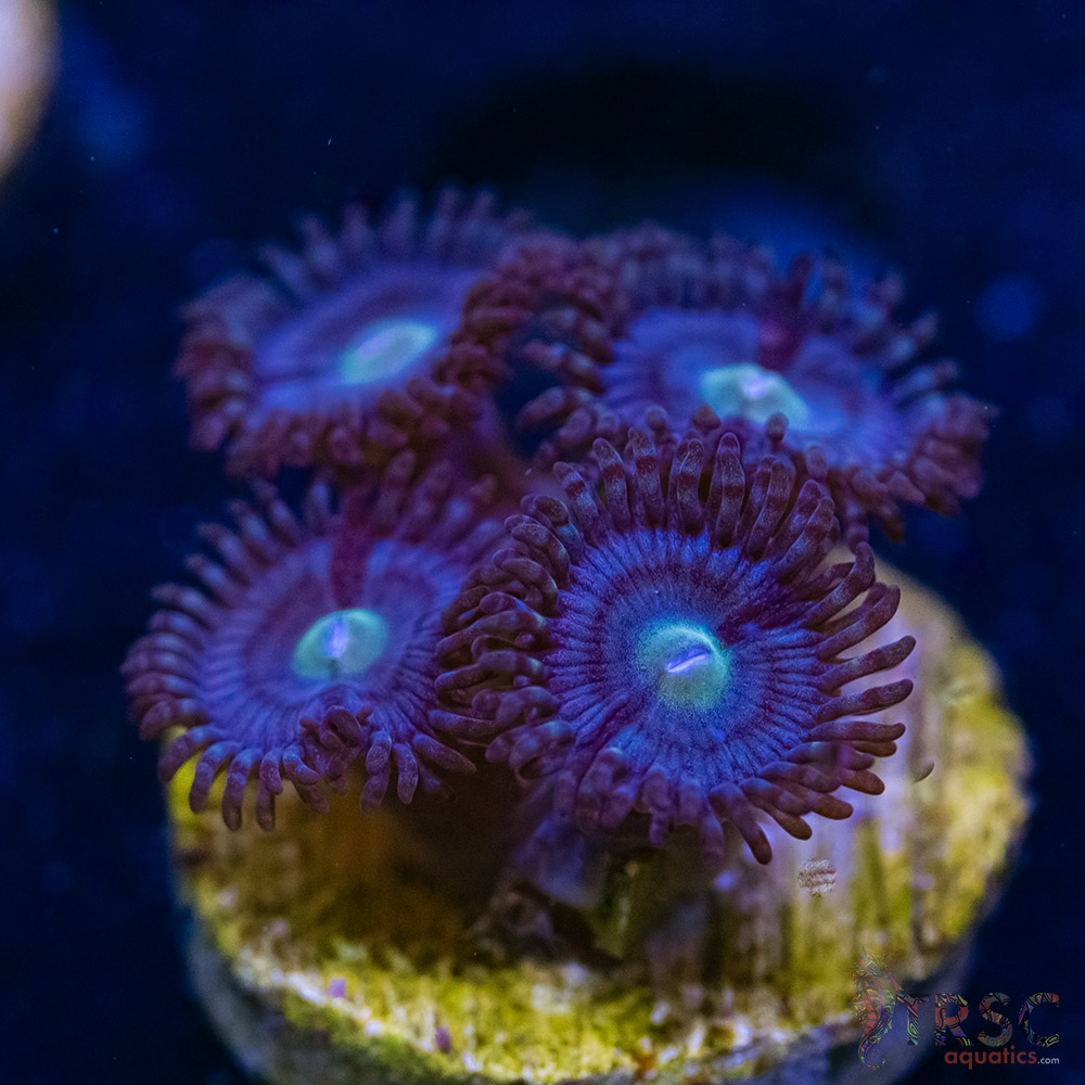 BF Zoa Special Q08 3 BF Zoa Special Q08