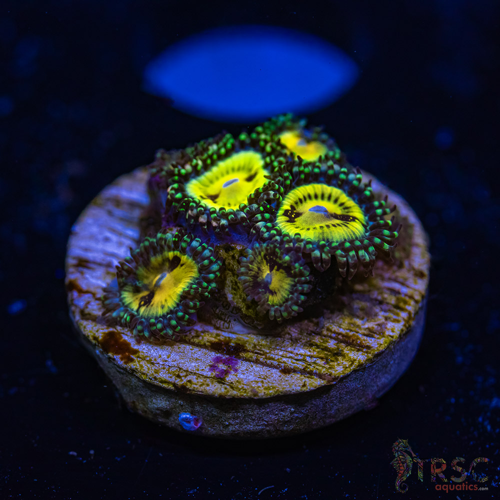 BF Zoa Special Q10 3 BF Zoa Special Q10