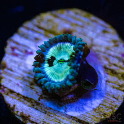 BF Zoa Special R01