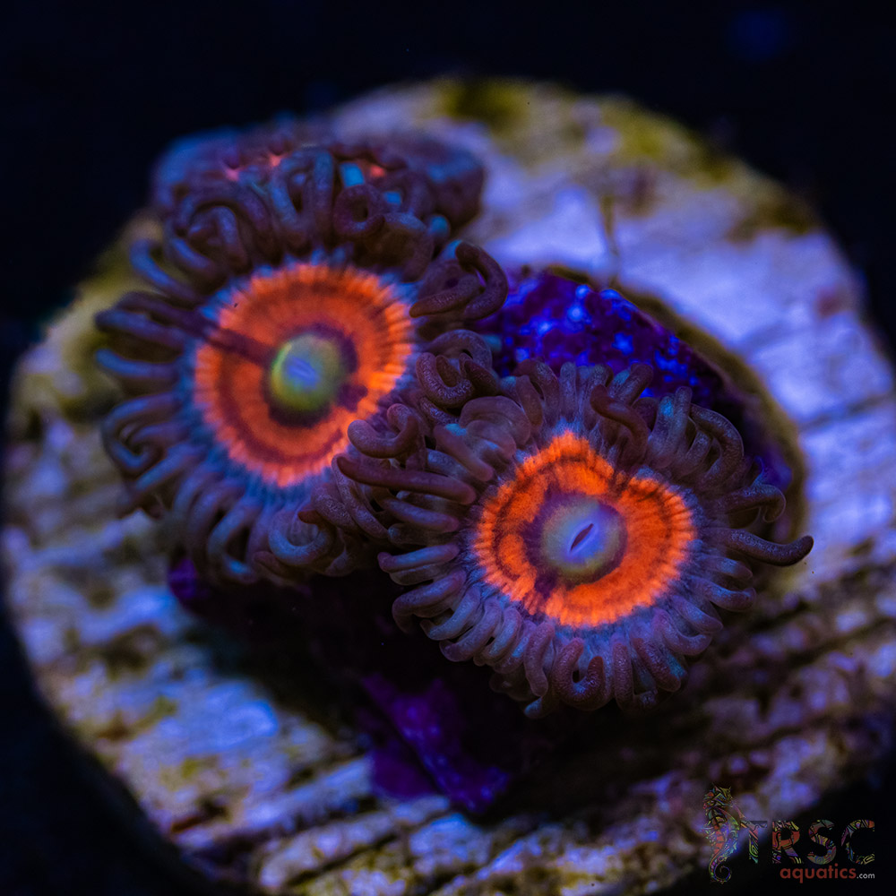 BF Zoa Special R02 3 BF Zoa Special R02