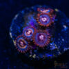 BF Zoa Special R03 2 TRSC 11012025 ZOA R03