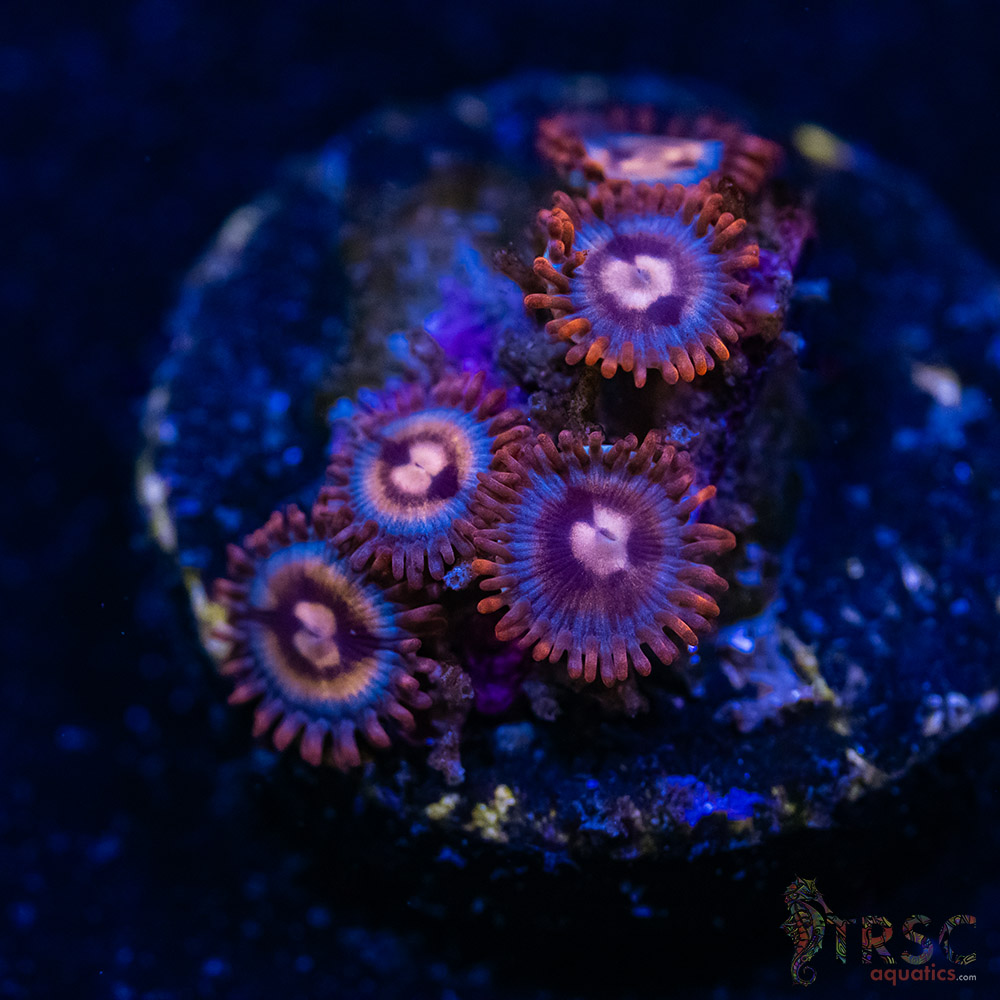 BF Zoa Special R03 3 BF Zoa Special R03