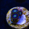 TRSC 11012025 ZOA R04