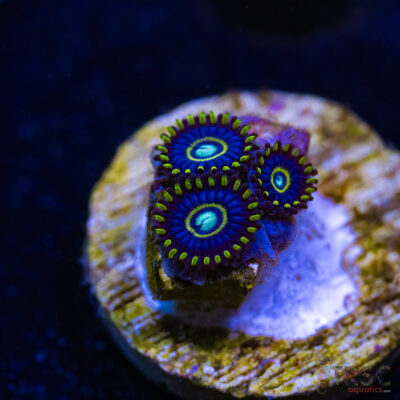 BF Zoa Special R04