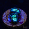 BF Zoa Special R05 1 TRSC 11012025 ZOA R05