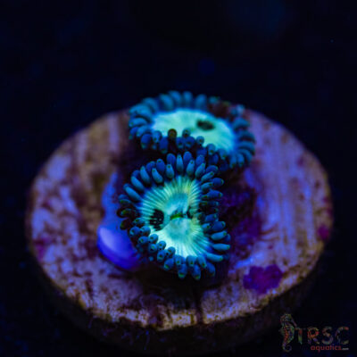 BF Zoa Special R05