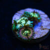 TRSC 11012025 ZOA R06
