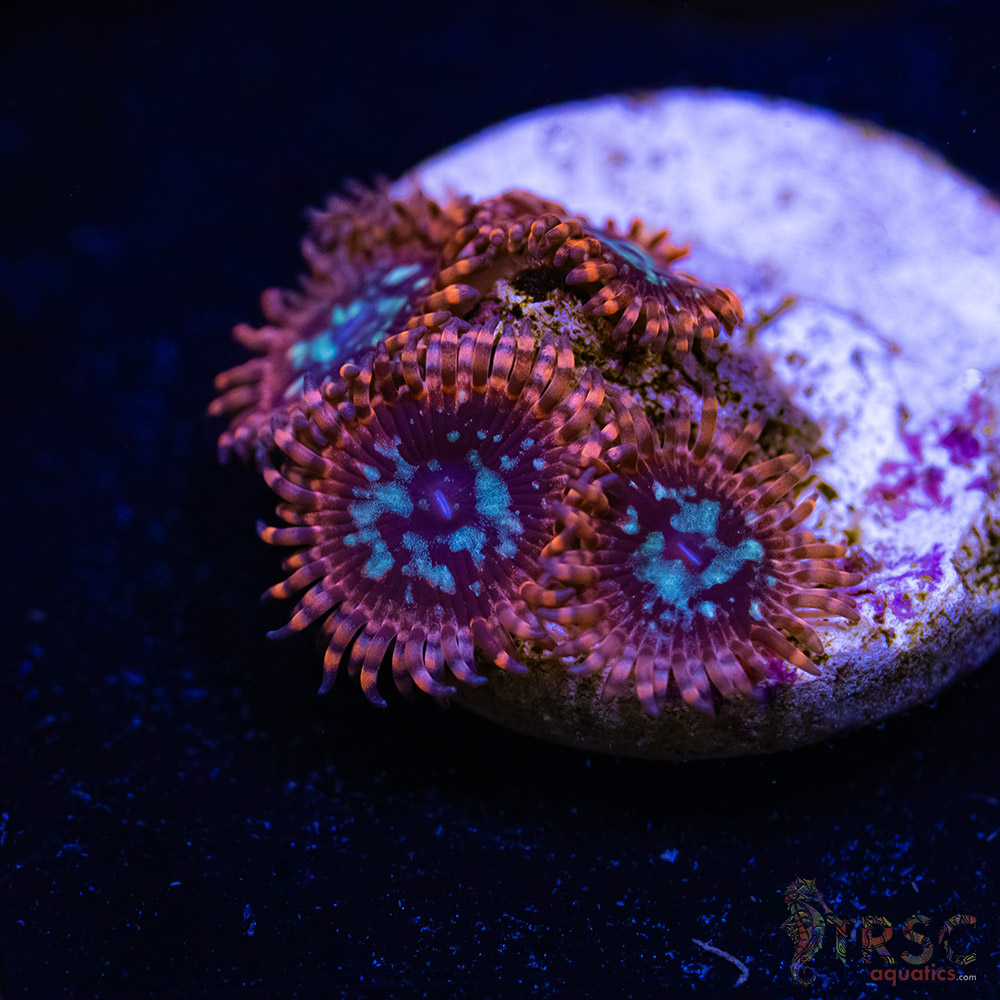 BF Zoa Special R07 3 BF Zoa Special R07