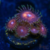 TRSC 11012025 ZOA R08