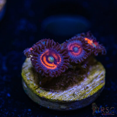 BF Zoa Special R09
