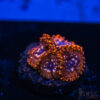 TRSC 11012025 ZOA R10